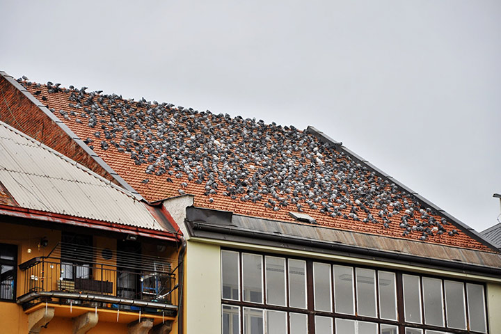 A2B Pest Control are able to install spikes to deter birds from roofs in Weston Super Mare. 