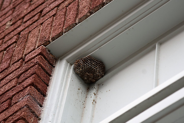We provide a wasp nest removal service for domestic and commercial properties in Weston Super Mare.